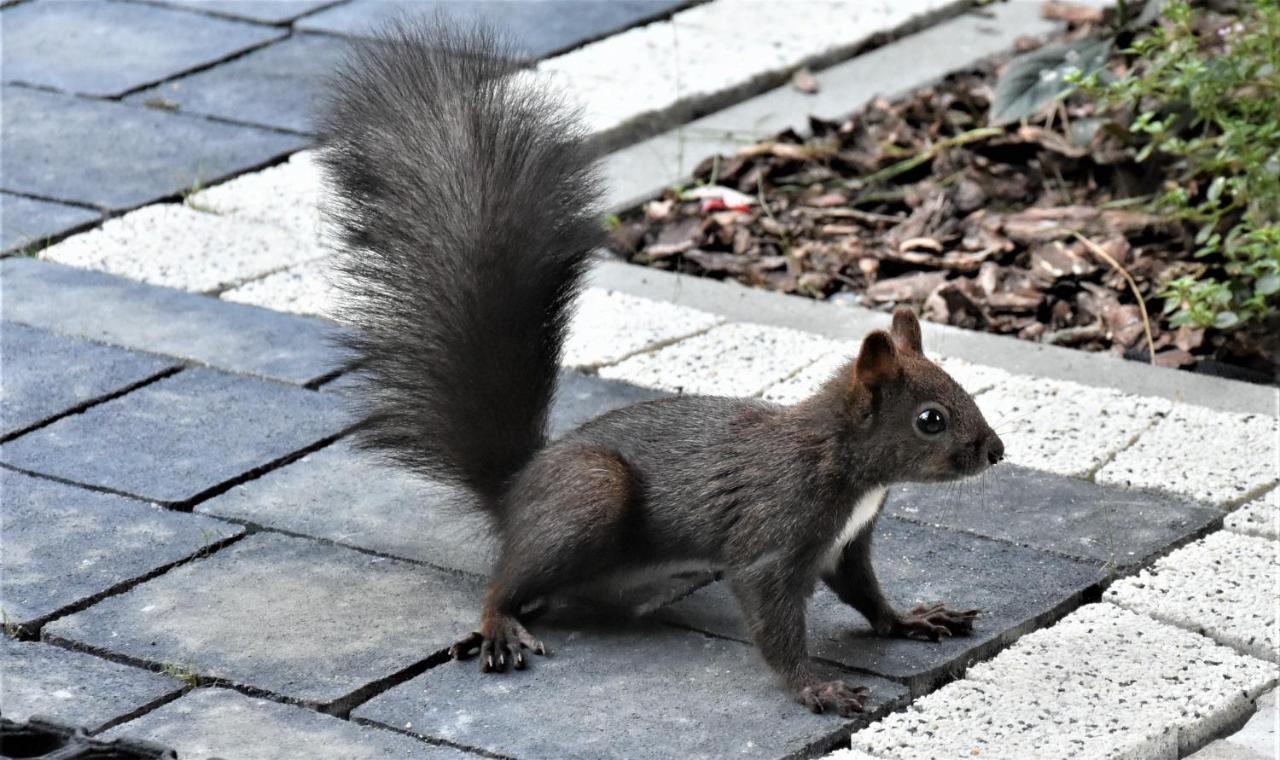 Magiczne Korale - Kameralne Miejsce Na Odpoczynek Dla Doroslych - Adult Only Kościelisko Exteriér fotografie